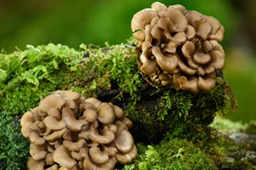 Kādi ir Maitake sēņu ekstrakta ieguvumi veselībai?